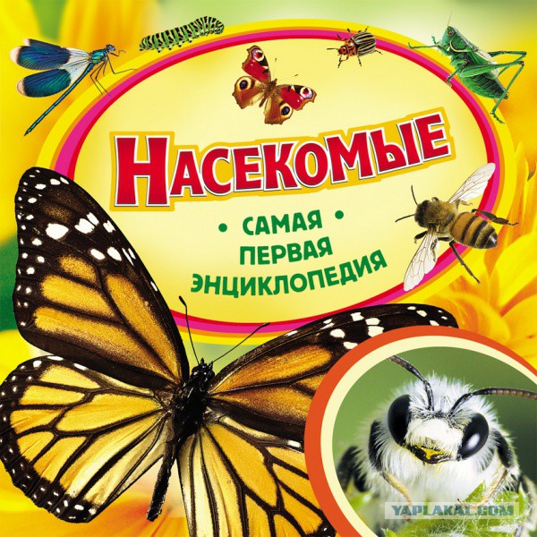 Смертельная схватка осы и пчелы 