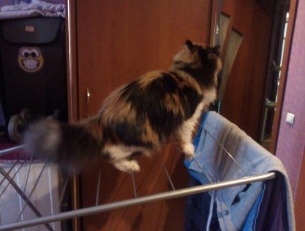 Котовторник 22.05.2018