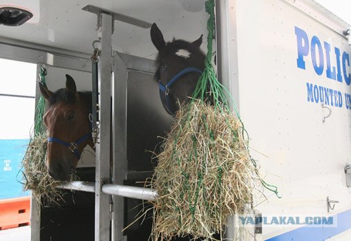 Автомобили нью-йоркской полиции