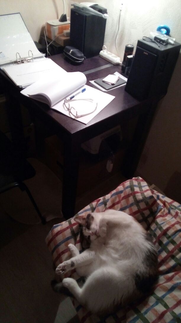 Котовторник 05.06.2018
