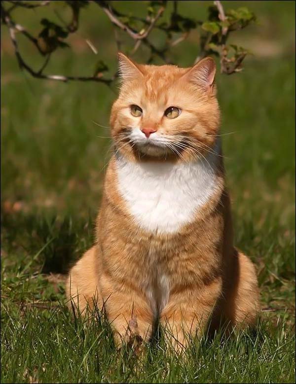 Прикольные коты на среду! ОЧЕНЬ МНОГО! Часть 2
