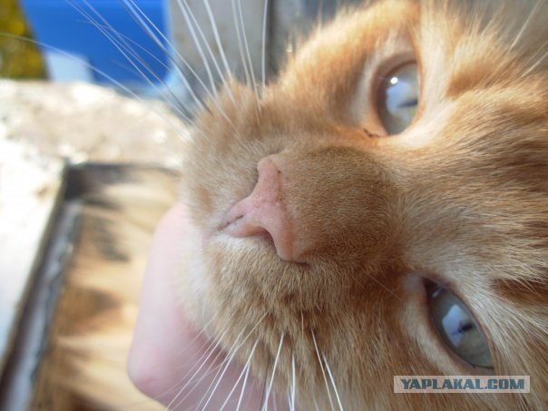 УРРААА ! Котовторник на ЯПлакалъ !