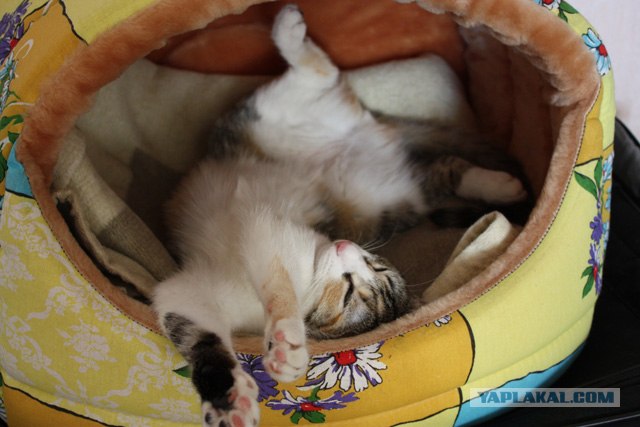 Котовторник на 07.04.2009