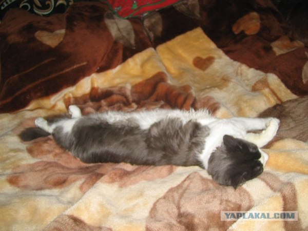 Котосреда (06.05.2009)