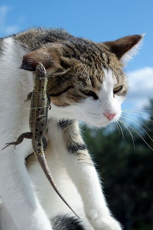 Прикольных котов пост