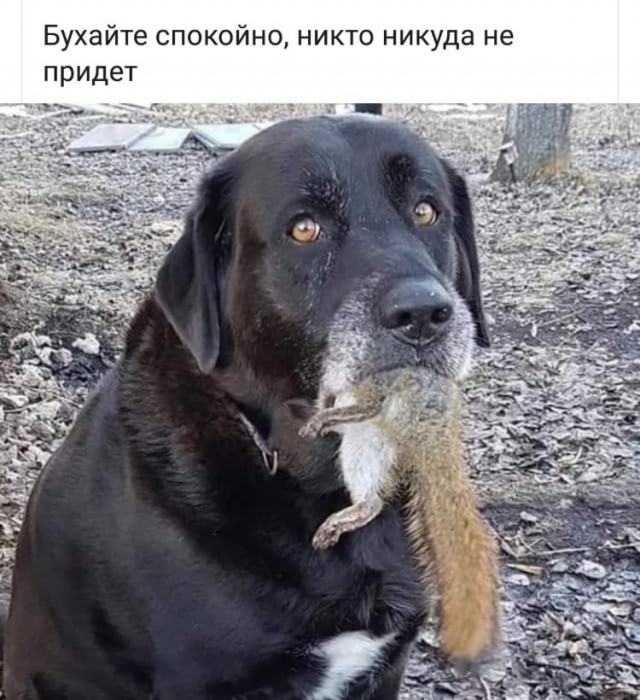 Пятничный алкопост