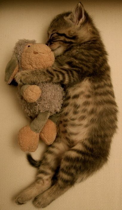 Котовторник (начало в супермаркете!)