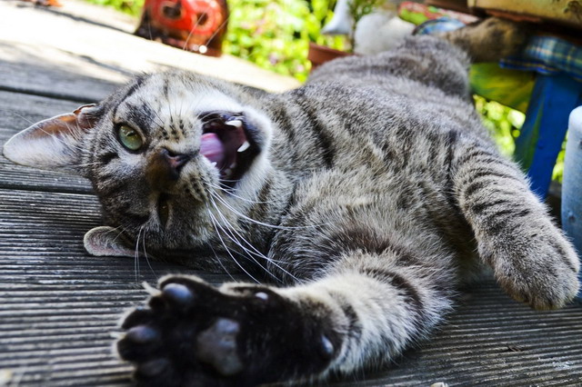 Котовторник!