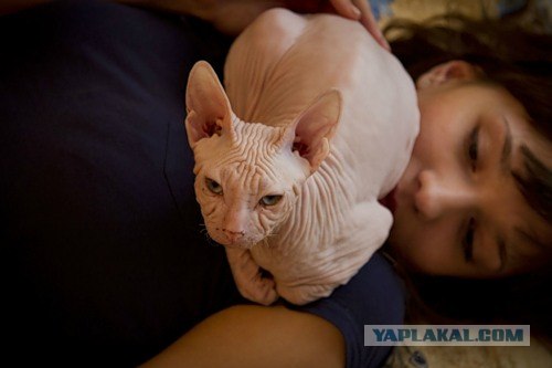 Котовторник  от 3.04.2012