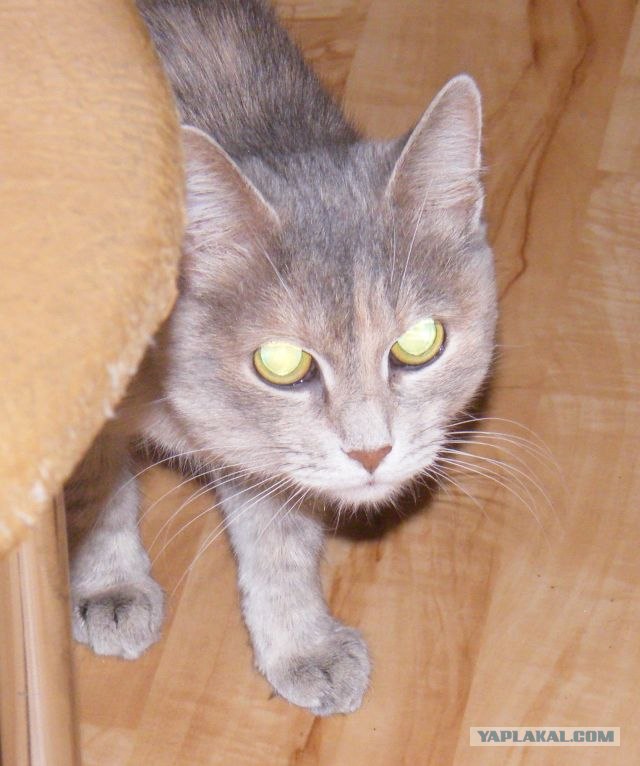 Котовторник  14.08.2012.