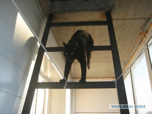 Котовторник  28.08.12