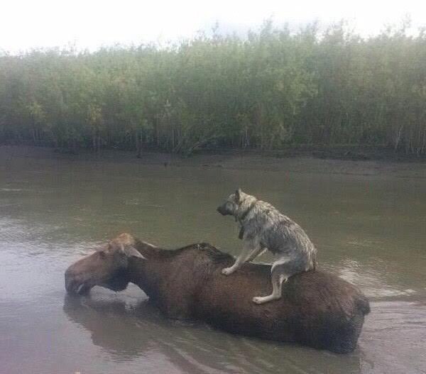 Живность из сети