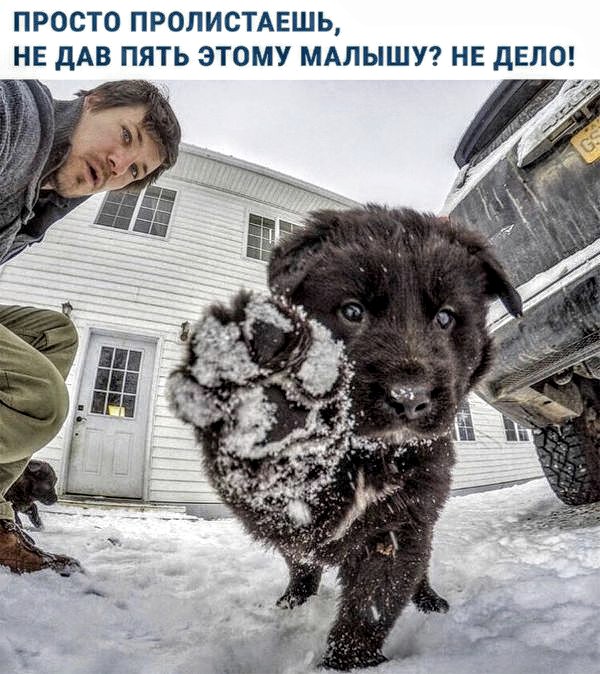 Анекдоты, соц-сети и картинки с надписями