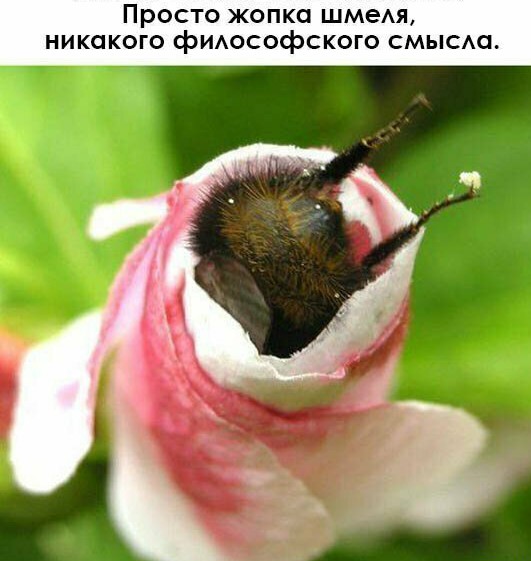 Особые навыки