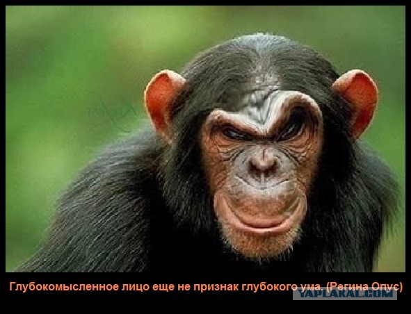 Неправильная жена