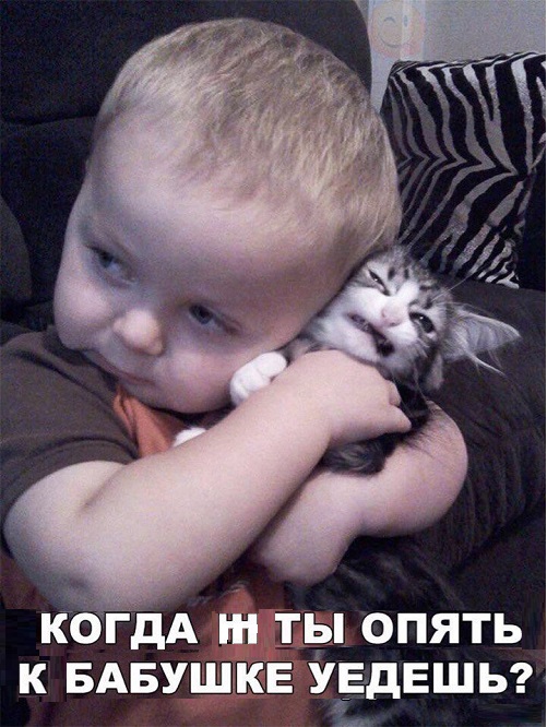 Картинки с котами и про котов