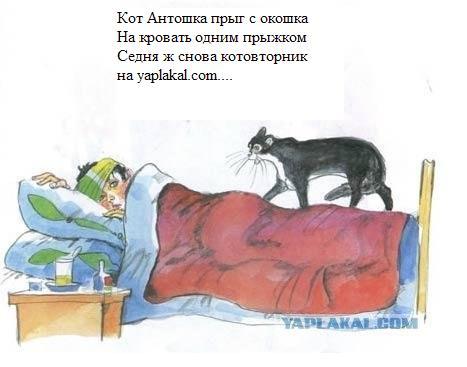 Кот, Антошка и порошок