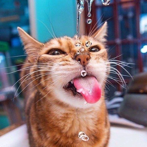 Эти забавные животные