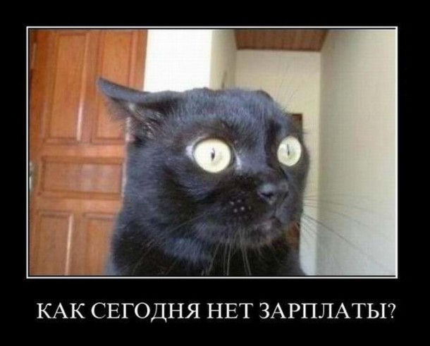 Смешные коты 18.08.20