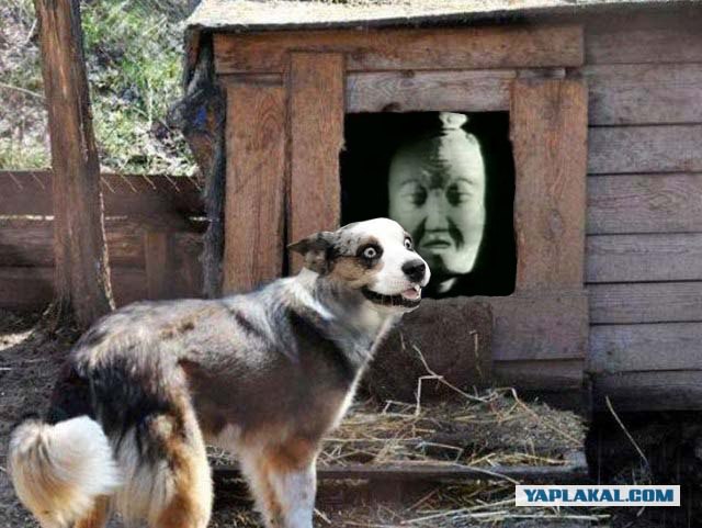 Фотожаба: Собака с Девушкой
