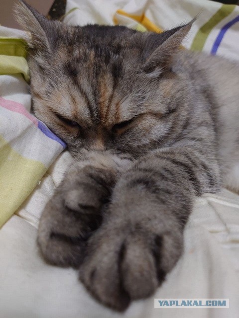Котовторник. Добавляйте своих