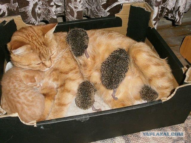 Котоёжики