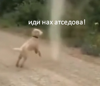 Собака не дала сформироваться торнадо
