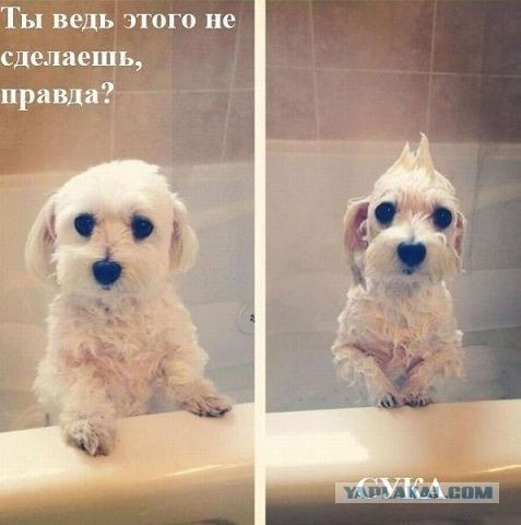 Самые смешные снимки животных за 2012 год