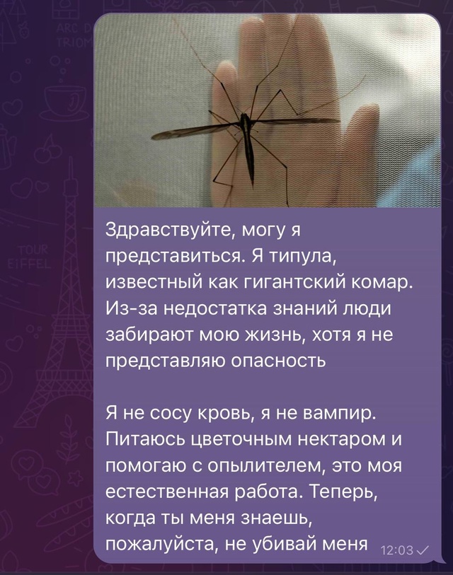 Весёлый полтишок 26.07.24