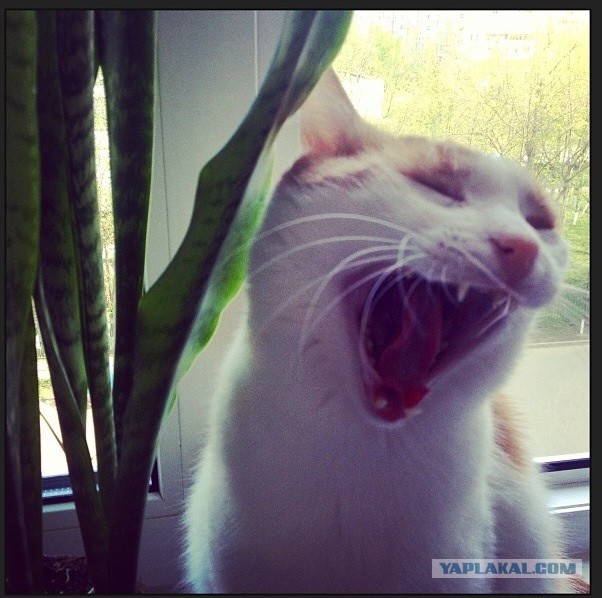 Котовторник 04.06.2013