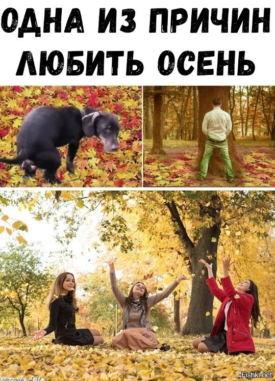 Американский клён признали чужеродным растением и требуют уничтожить