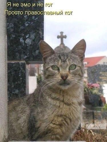 Корм