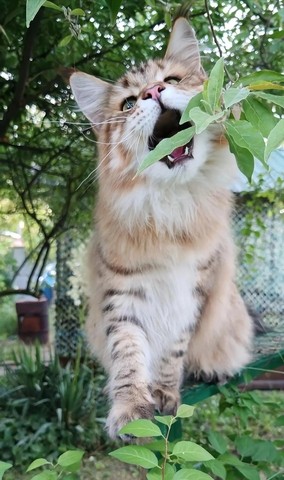 Котовторник