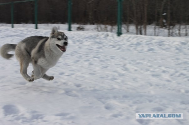 Собакочетверг никто не отменял.
