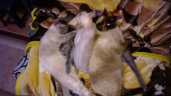 Котовторник 04.03.2014