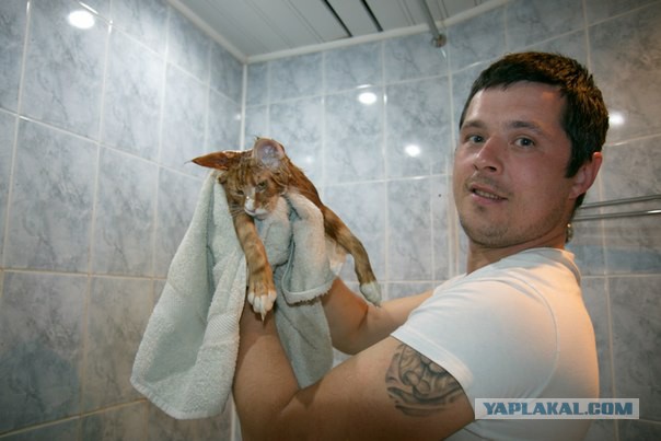 Котовторник 6.05.2014