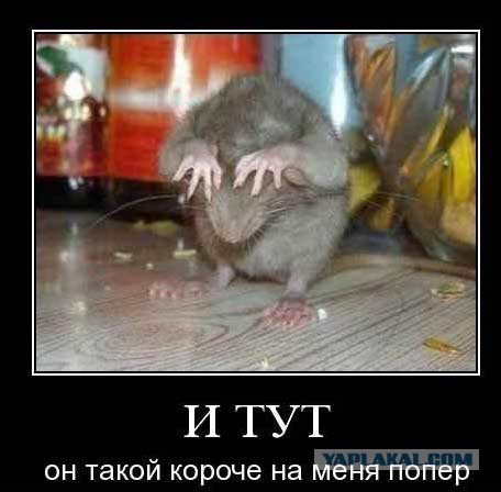 Позитивные картинки и комментарии.