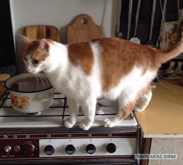 Котовторник 17.06.2014
