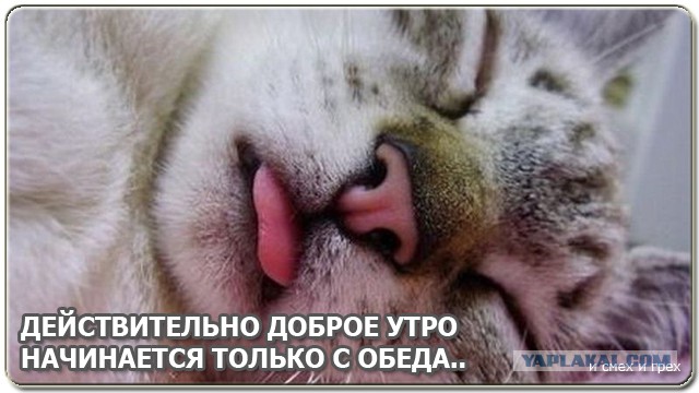 Когда вы плюсуeтe тему в платине