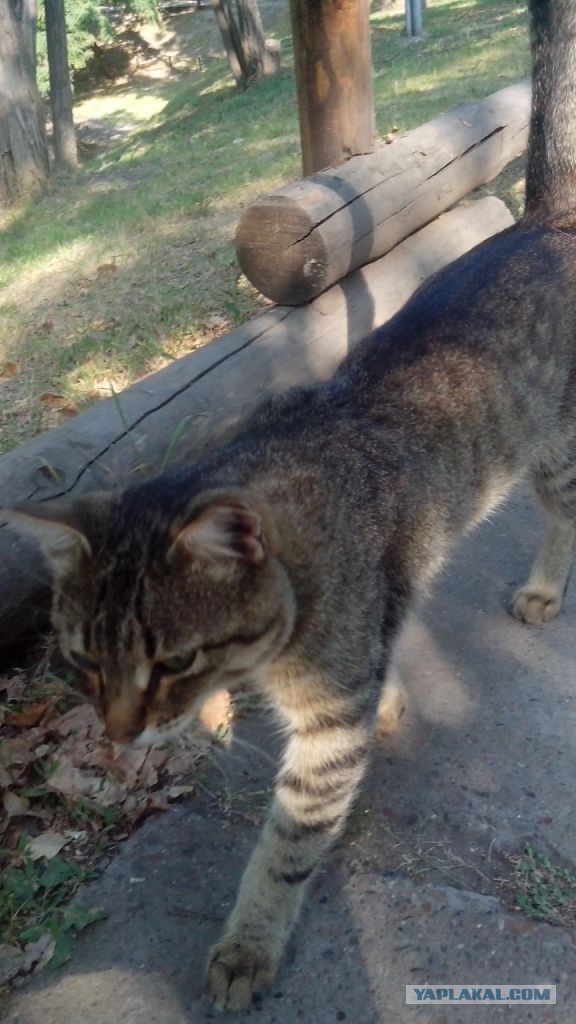 Котовторник 19.08.2014