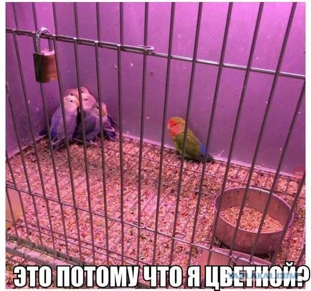 Смешные картинки