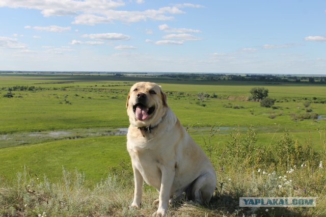 Самые популярные породы собак