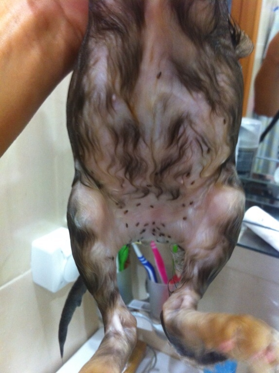 Я не могу помочь всем бездомным животным