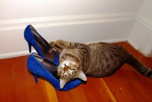 Даешь каждому коту по ботинку!