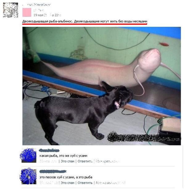 Смешные комментарии 31.05.2015