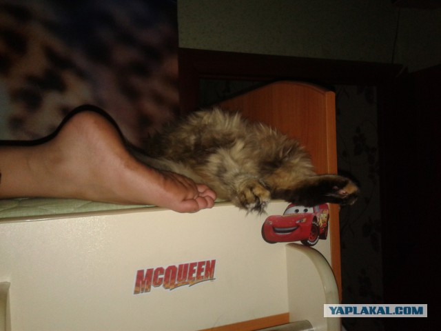 Котовторник