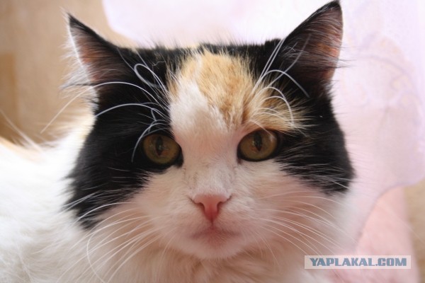 Котовторник  10.11.2015