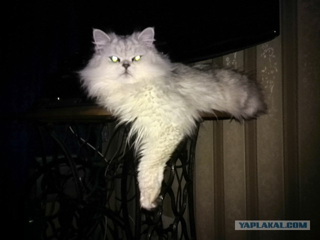 Котовторник 22.12.2015