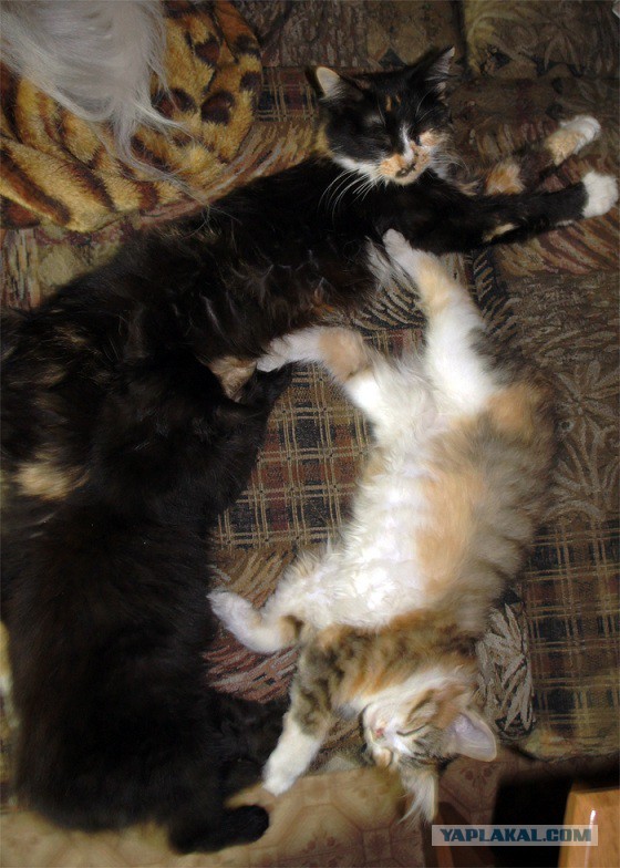 Котовторник