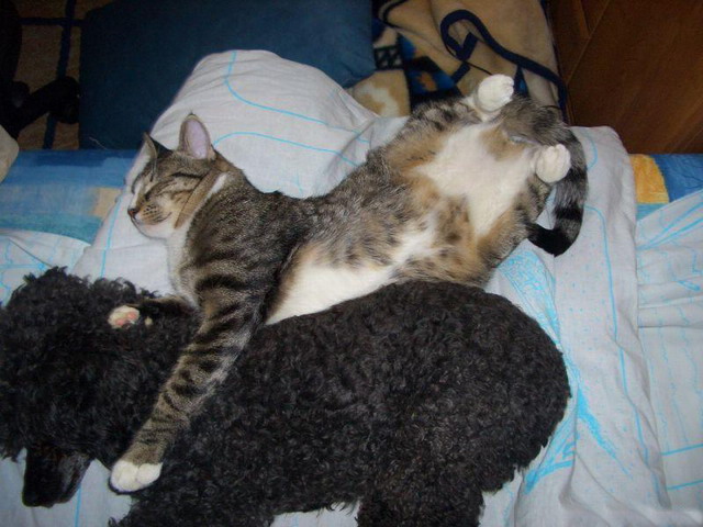 Коты, кошки, котята